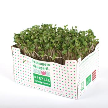 Brokkolisprossen