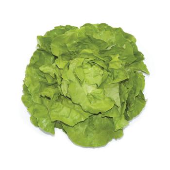 Kopfsalat