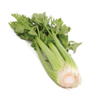 Stangensellerie 