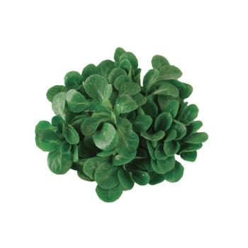 Vogerlsalat 100g